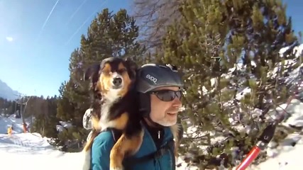 Куче. което обича да ходи на ски със стопанна си
