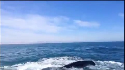 Огромен кит удря жена по главата