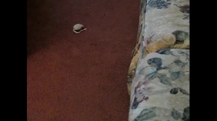 kitten is frightened by toy mouse 