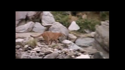 Bear vs Lion w_ Audrye Sessions