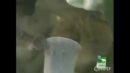 Маймуни се напиват на аванта