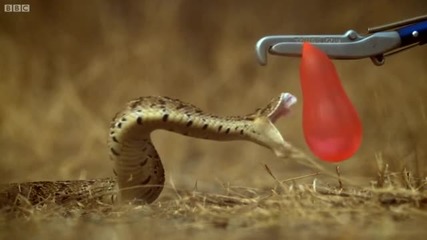 Змия напада балон пълен с вода на забавен кадър.