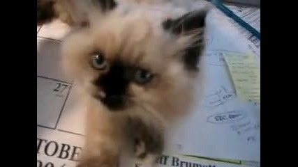 Talking Kitty 