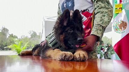 Признателност за помощта след труса: Турция подари на Мексико спасително куче