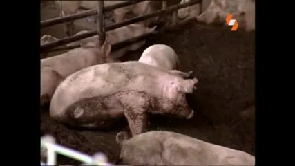 Енциклопедия на животните - прасе бг аудио High Quality