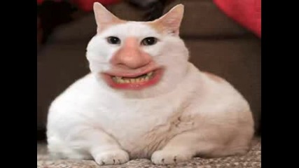 Funny Compilation 4