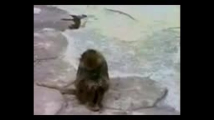 Маймунка Се Плаши От Собственото Си Отражение 