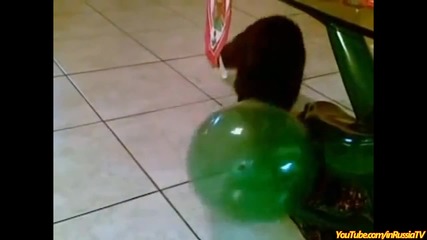 Котки пукат балони - Компилация (смях)