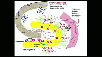 Why fasting bolsters brain power- Mark Mattson at Tedxjohnshopkinsuniversity - Youtube