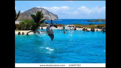 Delfin4eta