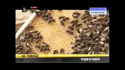 Крадци на Кошери Тормозят Пчелари