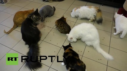 Броят на емблематичните котки в Ермитажа ще бъде намален заради проблем с пренаселването