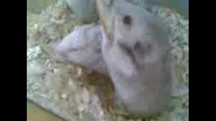 My Hamsters