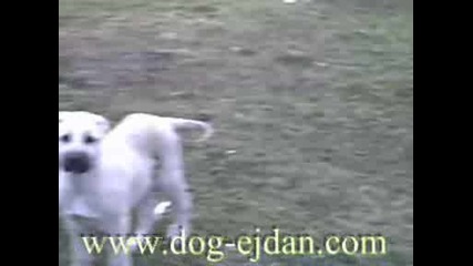 Kangal, Кангал Www.dog - Ejdan.com