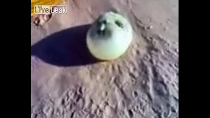 Странно животно на плажа