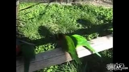 One Bird Cockblocked by Another Bird 