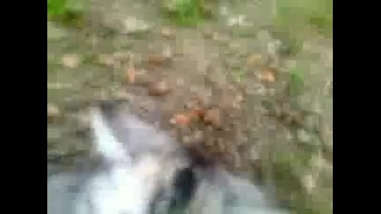 My cat - мойта котка