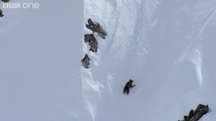 Мечки Гризли преодоляват снежни планини Hd 