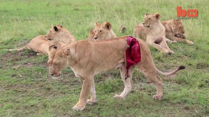 Graphic Footage of Lioness Mauled by Buffalo -