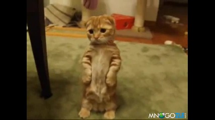 котето от филма Шрек 