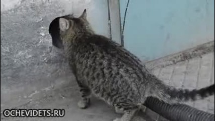 Котка вади дълга тръба, за да може да мине
