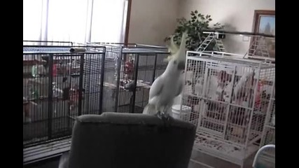 Луд папагал танцува в ритъм