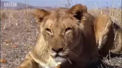 Suki the female lion leaves home - Pride - Bbc animals 
