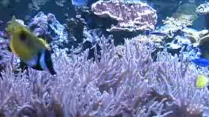 най - красивия аквариум в света(от близо) 