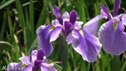 Mozart-symphony 40 Allegro