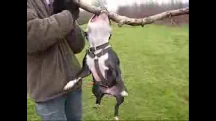 Staff Bull Terrier