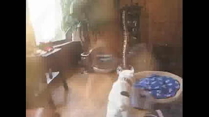 Куче издава странни звуци! (смях)