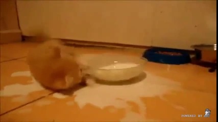 Малко котенце се опитва да пие мляко