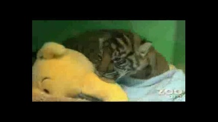 Новородено Тигарче