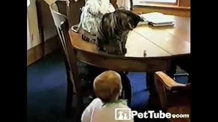 Бебе играе с котка на футбол 