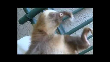 Ленивецът - най - мързеливото но и сладко животно на света 