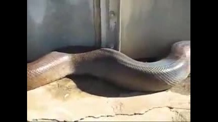 Намериха най дългата змия мъртва
