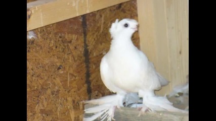 Uzbek pigeons
