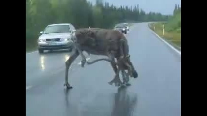 На това се казва непукист