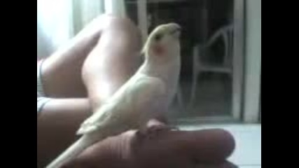 папагал пее химни 