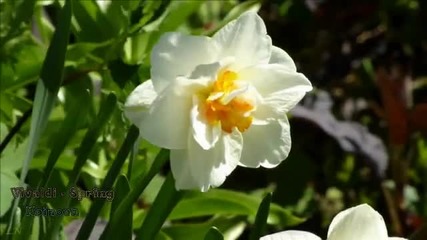 Vivaldi - Spring авторски