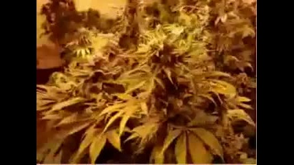 bob marley - smoke 2 joints