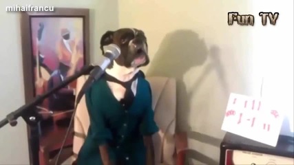 Компилация Смях ! Funny dogs - Cute and funny dog fail compilation