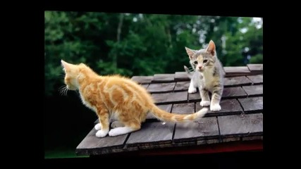 Сладурски котета !