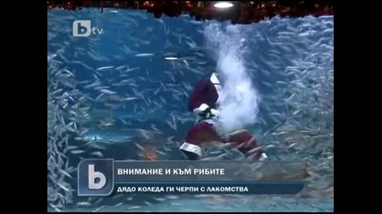 Дядо Коледа Водолаз храни рибите 