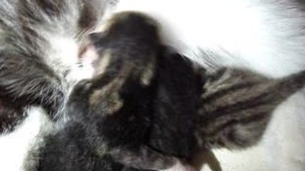 Новородено/и коте / котета само на 2 дни