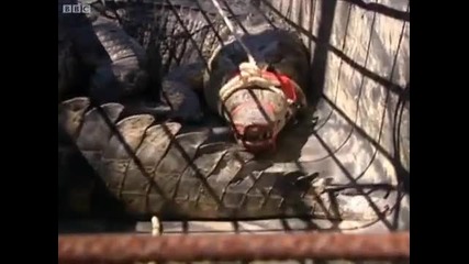 Sexing the crocodile - Born to Be Wild Natalie Cassidy in Australia - Bbc 