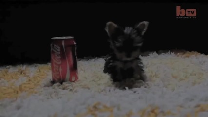 The World's Smallest Dog