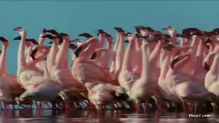 Танго фламинго