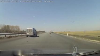 Шофьори спасяват младо конче от сблъсък с кола бягащо по магистрала