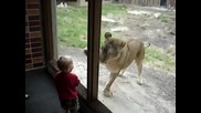 дете се закача с лъвица